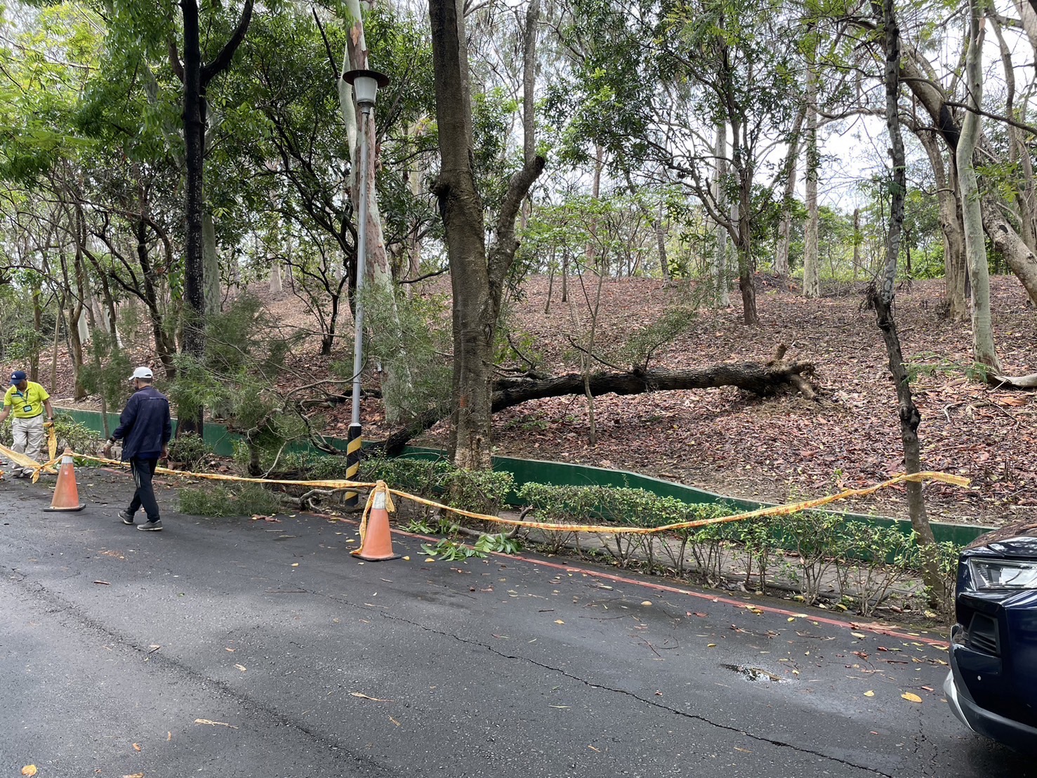 树木倒塌压伤民众 警拉封锁线通报澄清湖园区管理处