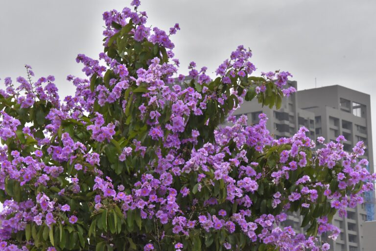「爆炸樹」大花紫薇正盛開 掀起高雄街頭紫色浪潮